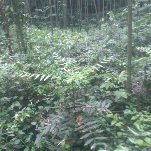 南充 十大功劳