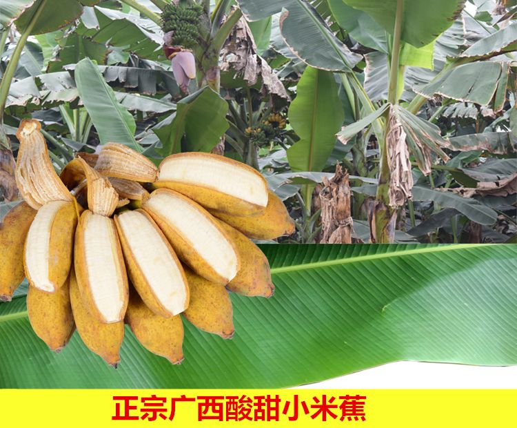 君懿农业新鲜水果酸甜小米蕉皇帝蕉非海南香蕉芭蕉