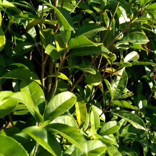 罗山县黄金桂花树