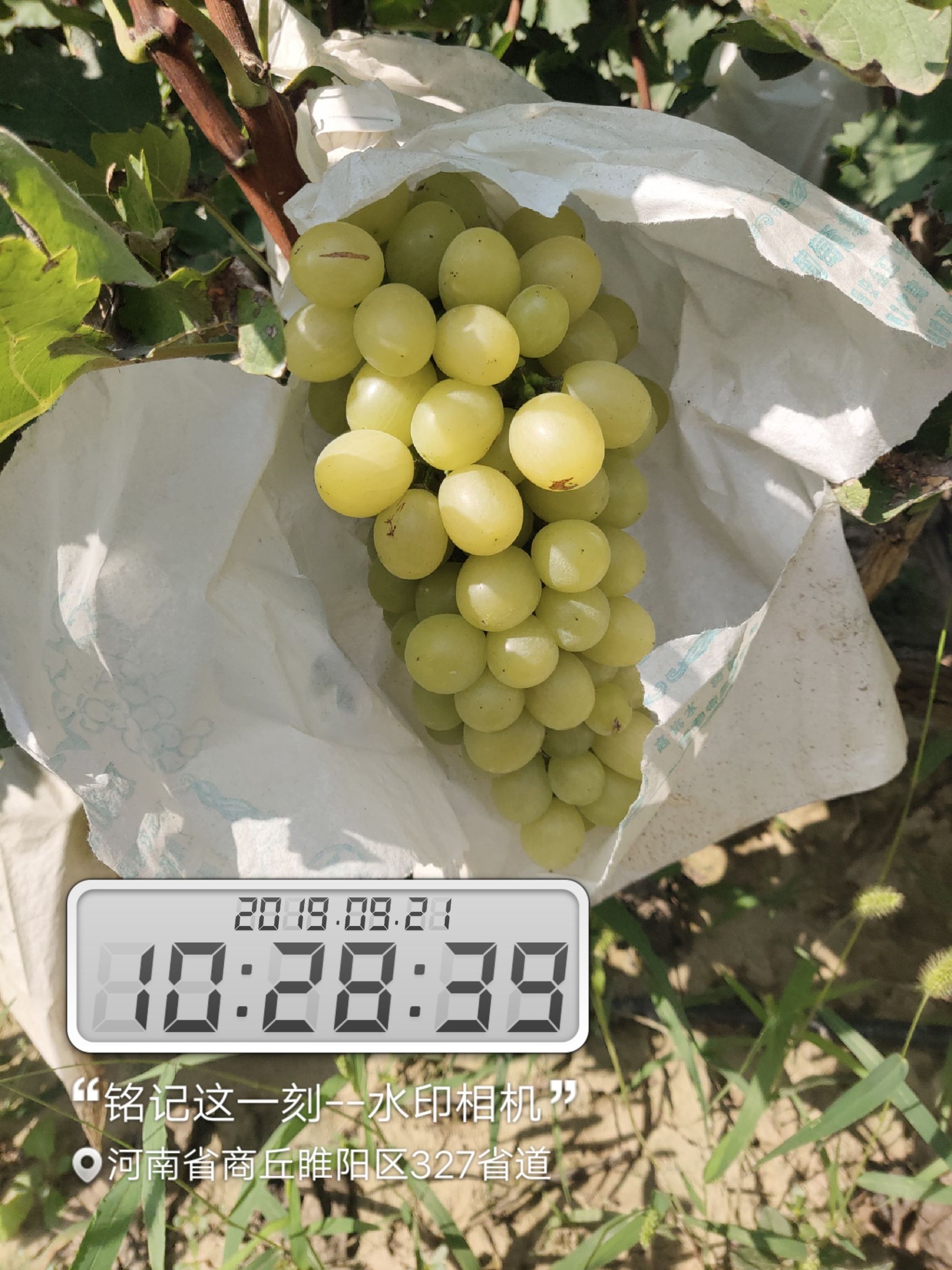  优质美国青提，货源充足，价格优惠，质量保证，放心购买。