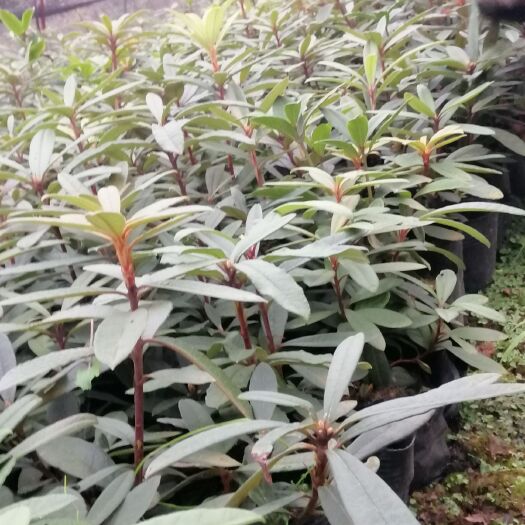 大方县 【4元/棵包邮】 高山杜鹃杯苗高10㎝以下50棵装