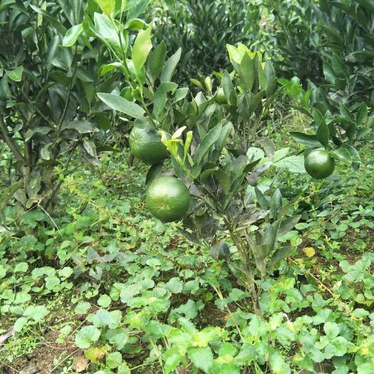 兴文县爱媛38号柑桔苗 各种水果苗出售