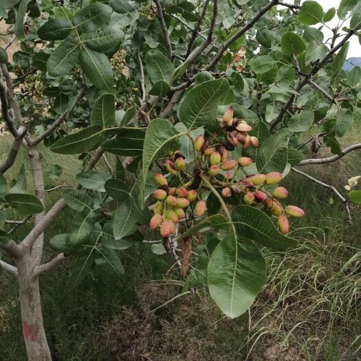 泰安开心果苗 嫁接开心果树苗 阿月浑子树苗 开心果多少钱一棵