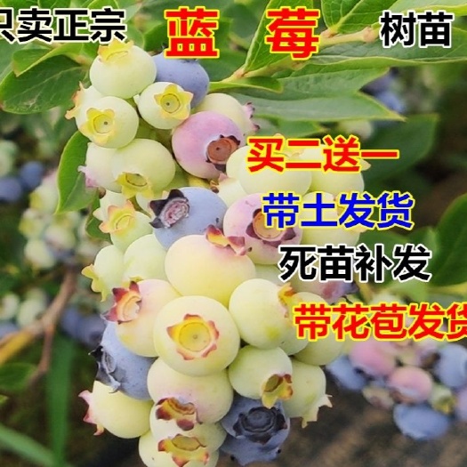 平邑县兔眼蓝莓苗