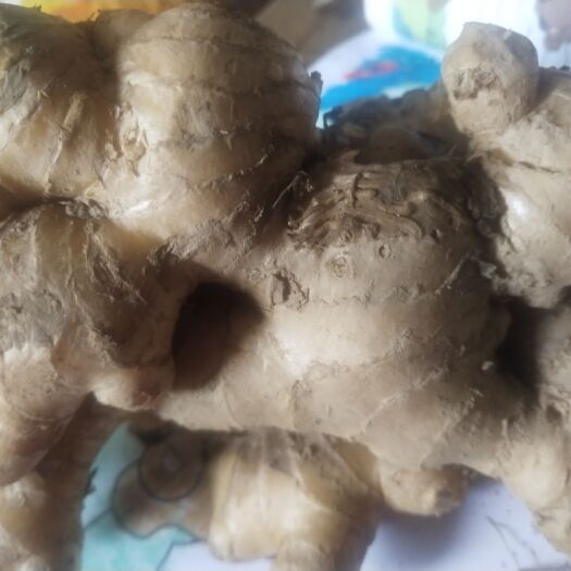 隆林县老姜  大量大黄姜