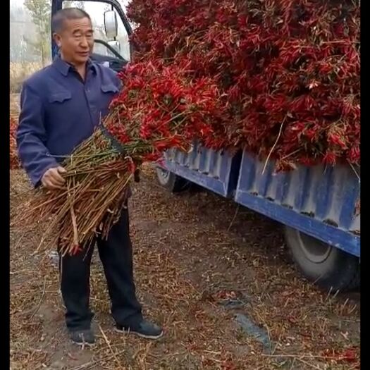 天津 供应天鹰椒。与您真诚合作。
