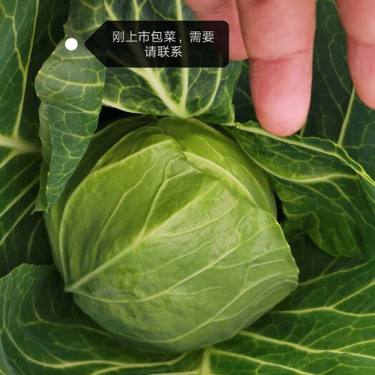 钟祥市绿包菜  老板们有需要的联系。