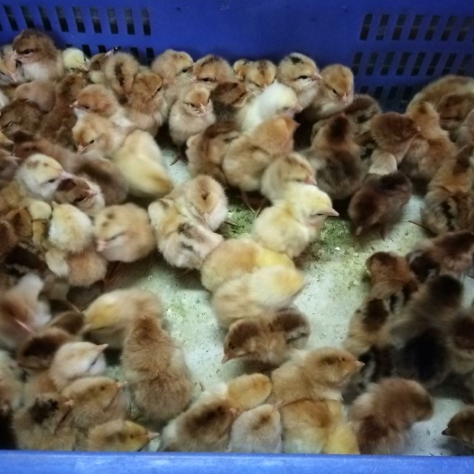 文昌市 文昌鸡苗出壳苗
