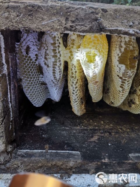 中华蜜蜂 高原中华蜂土蜂蜜