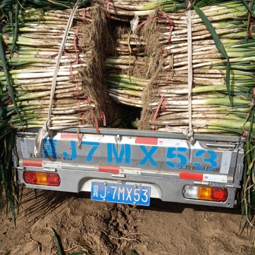 蠡县蠡县长白大葱，质量好，价钱低，有需要的抓紧时间联系