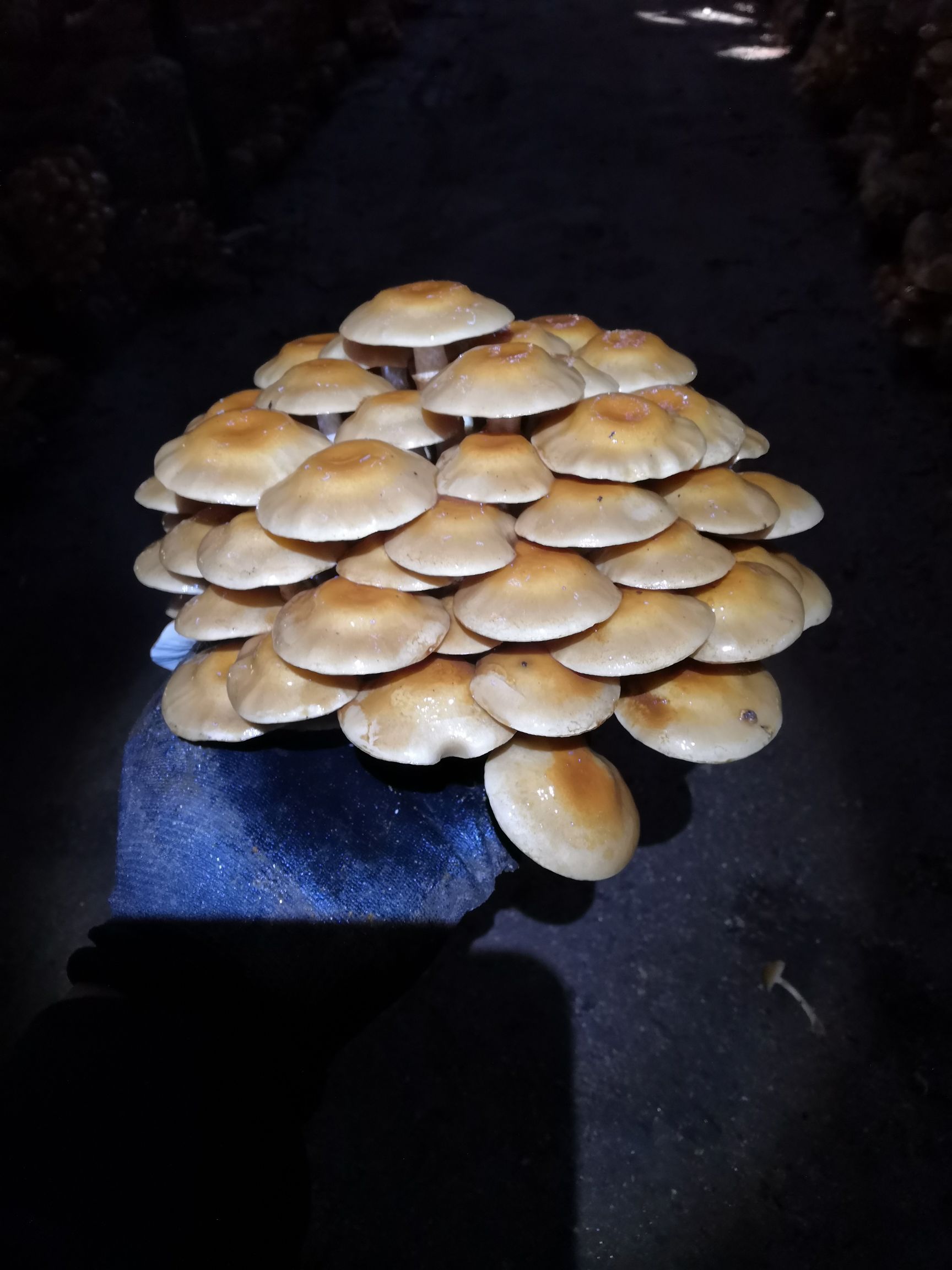 滑子菇 人工种植 鲜货