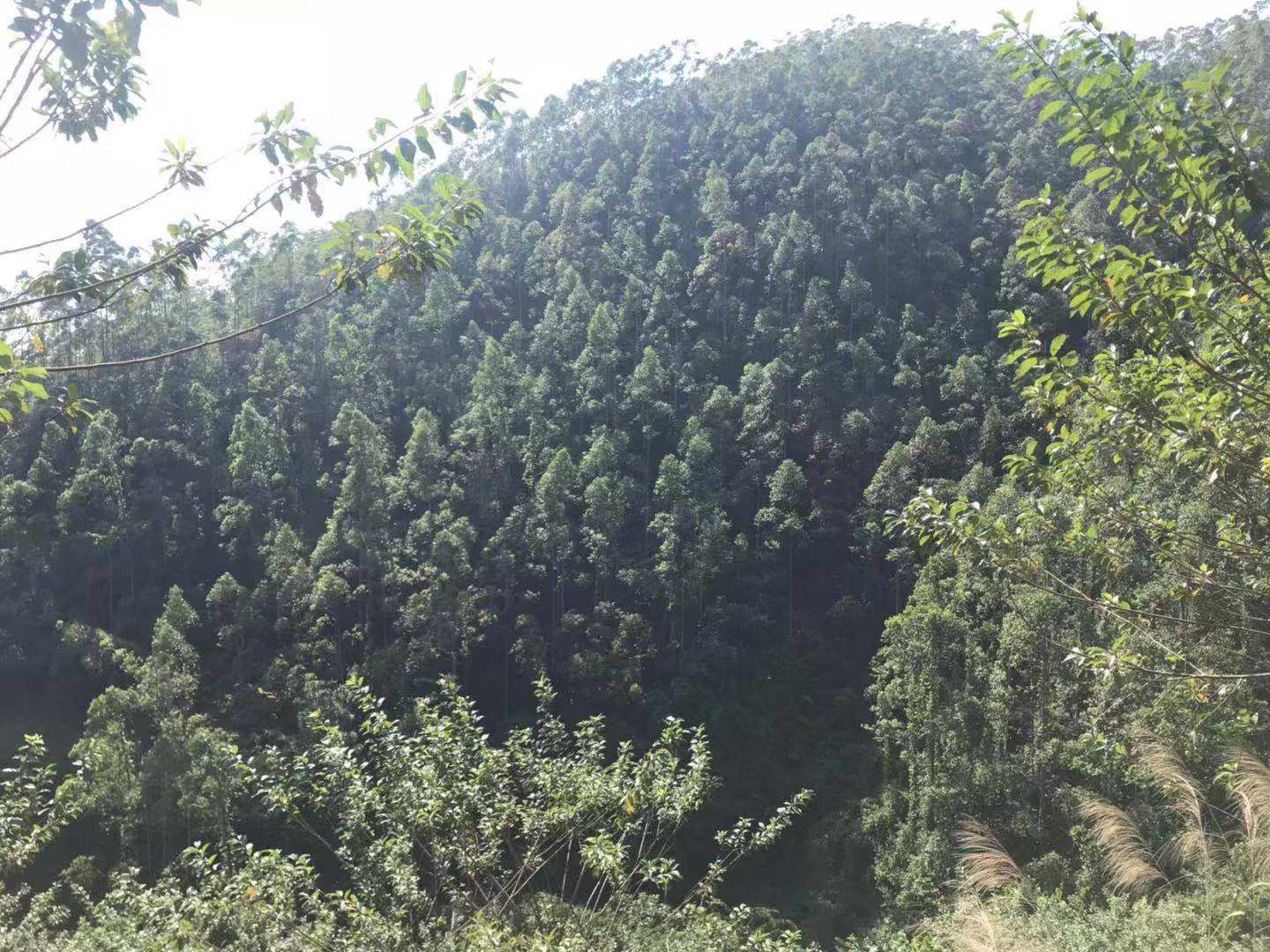  1200亩广九桉树林带地