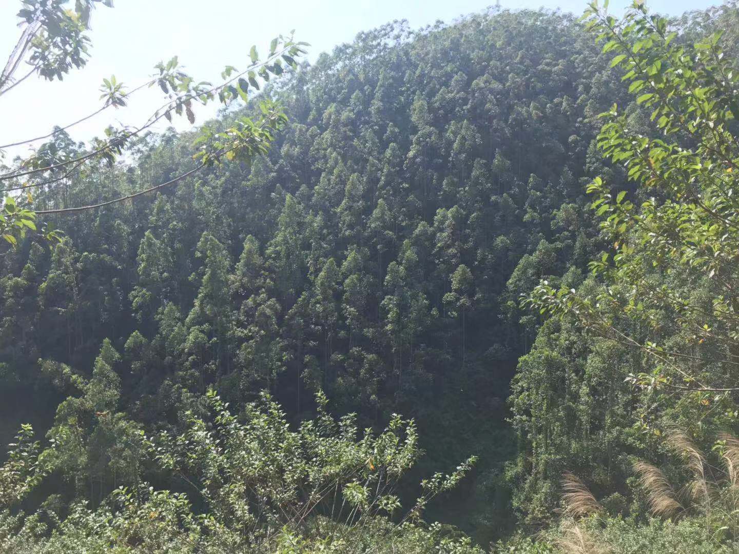  1200亩广九桉树林带地