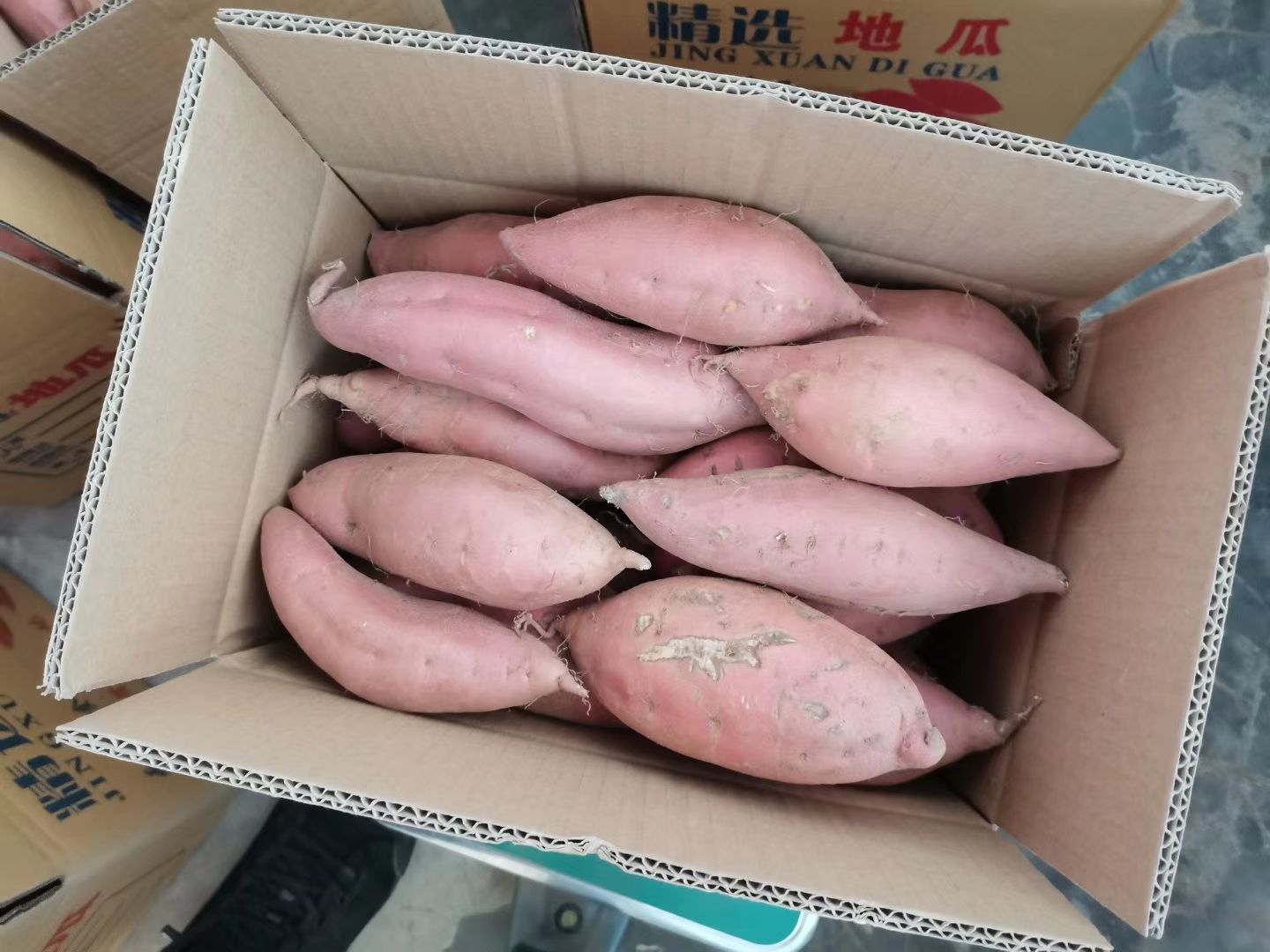 烟薯25 地瓜之乡得蜜薯地瓜