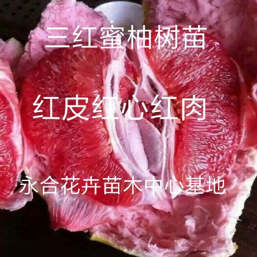 平邑县 三红蜜柚树苗现挖现发，特甜好吃，糖度高，口感好。诚信经营。