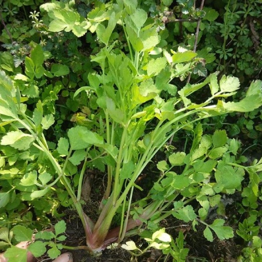 通江县水芹菜种苗  每棵高10公分以上  野芹菜种苗 易成活