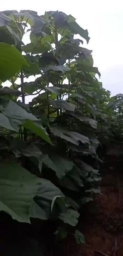 兰考县泡桐木 泡桐树4-12公分