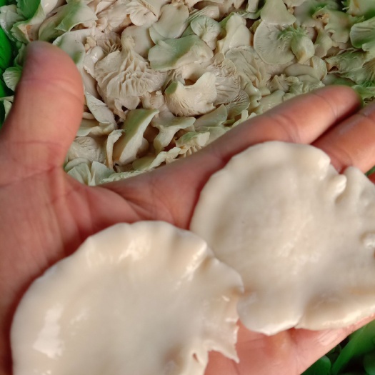 金堂县盐渍海带 盐渍菇产地四川金堂县福兴菌厚肉滑，属低湿菇量大。