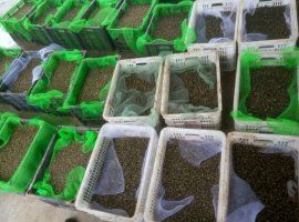 济宁螺蛳 漂螺，水蛭螃蟹开口料