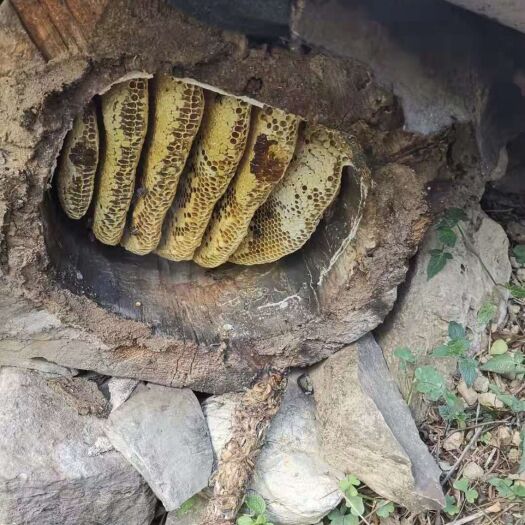 保山中华蜜蜂 高原中华蜂土蜂蜜