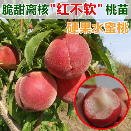 平邑县红不软桃苗 优质桃苗
