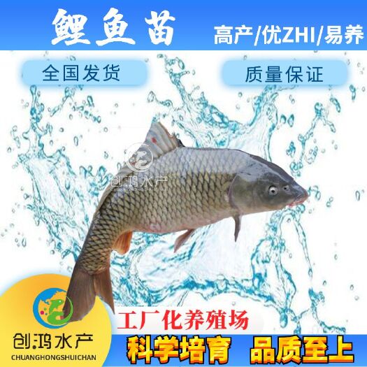 广州【火热销售】优质鲤鱼苗 红鲤鱼苗 放生鱼供应 大量批发