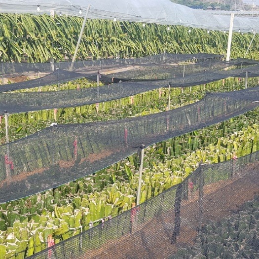 南宁红皮红肉火龙果苗  30公分育根火龙果种苗