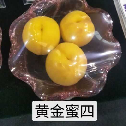 唐县黄金蜜桃树苗 黄金蜜桃 一号 四号 黄金脆