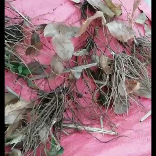 清原县苍术种苗  一年生 朱砂点苍术苗 苗好价低 自家移栽苗