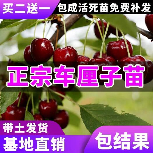 平邑县美早苗 保证品种包成活率，死苗补发