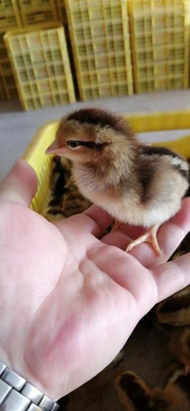 麻鸡苗 麻六母