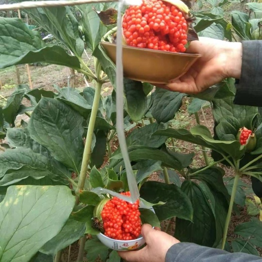 优质云南高杆大叶滇重楼种子七叶一枝花种子基地直发提供技术指导