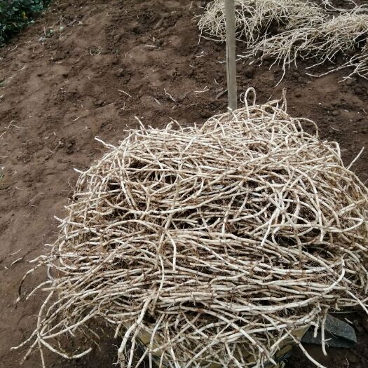 贵阳白茎鱼腥草  天然无化学物！采用农家肥耕种
