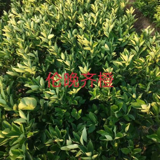 平乐县伦晚脐橙苗 各种柑橘苗有售