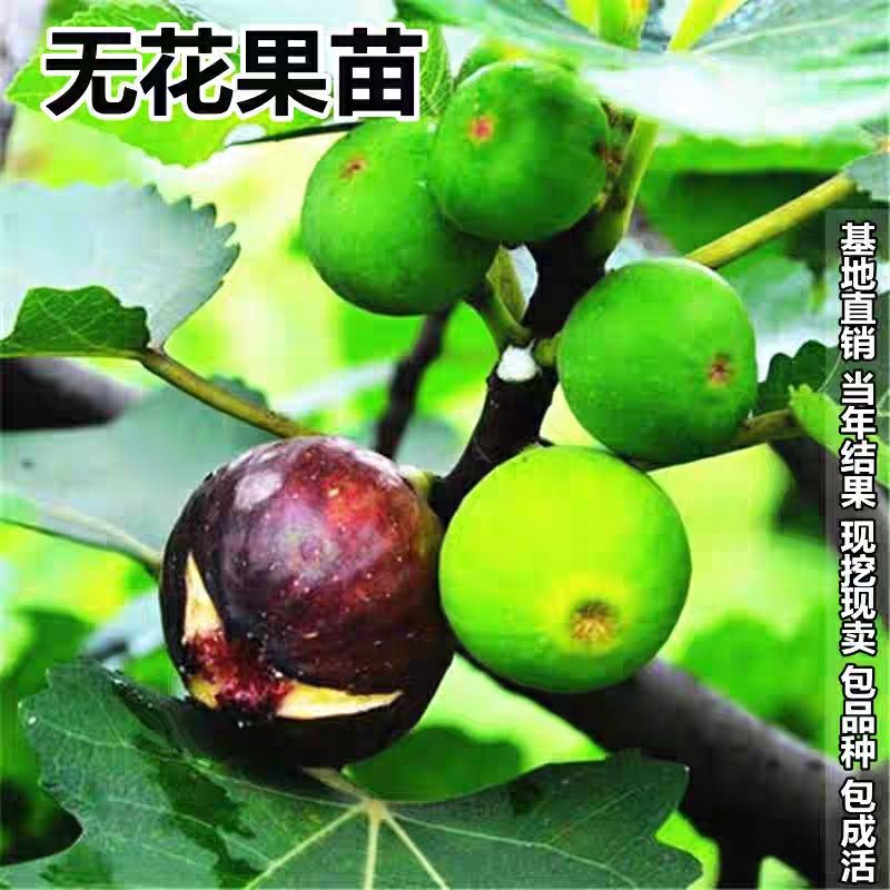  无花果树苗四季盆栽地栽无花果苗特大南北方种植当年结果果树苗