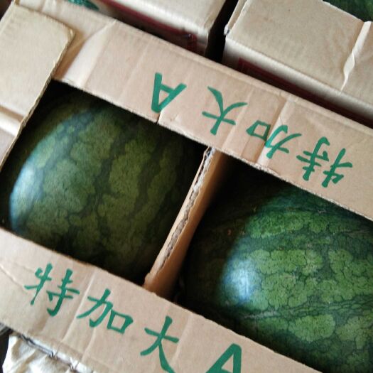 瑞丽市 大量供应缅甸 精品无籽西瓜
