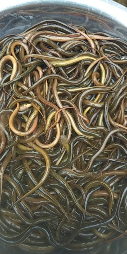 大关县黄鳝苗  免费送货上门，云南，贵州，等等地方