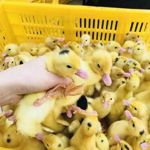 南宁 一点头鸭苗