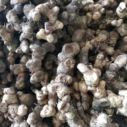 广安 黄精