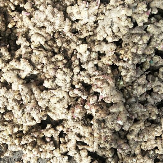 盘州市小黄姜 4~6两 带土