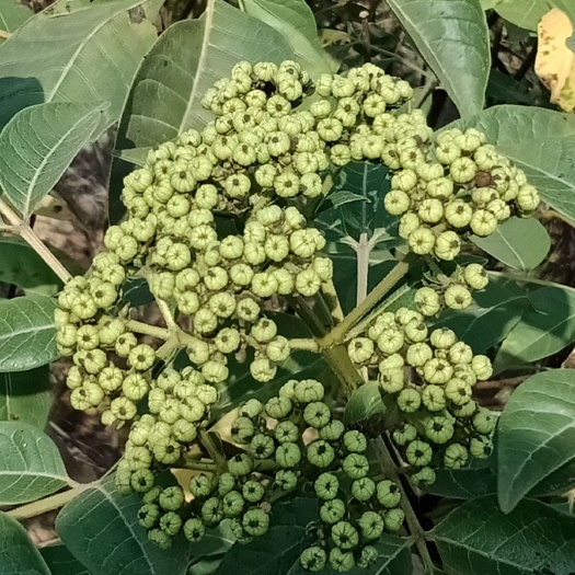 樟树市吴茱萸苗