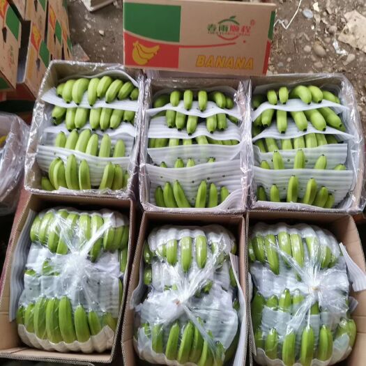 勐腊县 缅甸基地直发香蕉