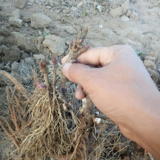 菏泽 一年的接头牡丹    正在发货有需要的联系我
