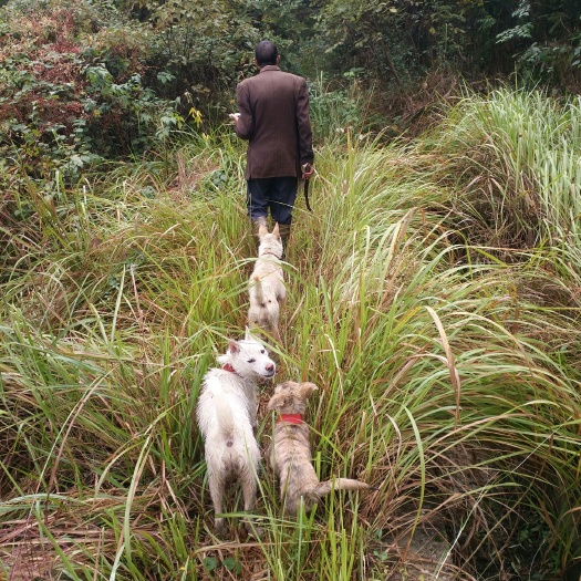 武冈市下司犬 打猎实战犬。货靓价美丽！品种，纯下司，下司串土猎，