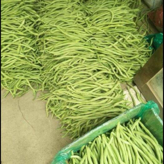 徐闻县架豆王豆角 康嘉金盛架豆王
