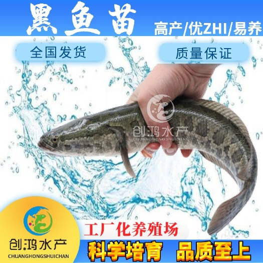 广州乌鳢苗  【优惠销售】优质黑鱼鱼苗 生鱼苗 乌鱼苗 杂交黑鱼