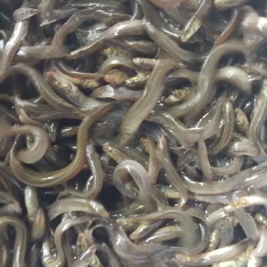 楚雄市出售泥鳅苗送货上门，货到付款。