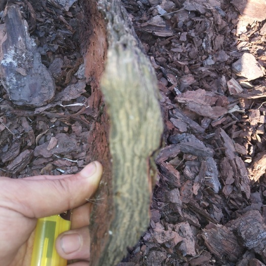 营口松树枝 松树皮兰花石斛植料