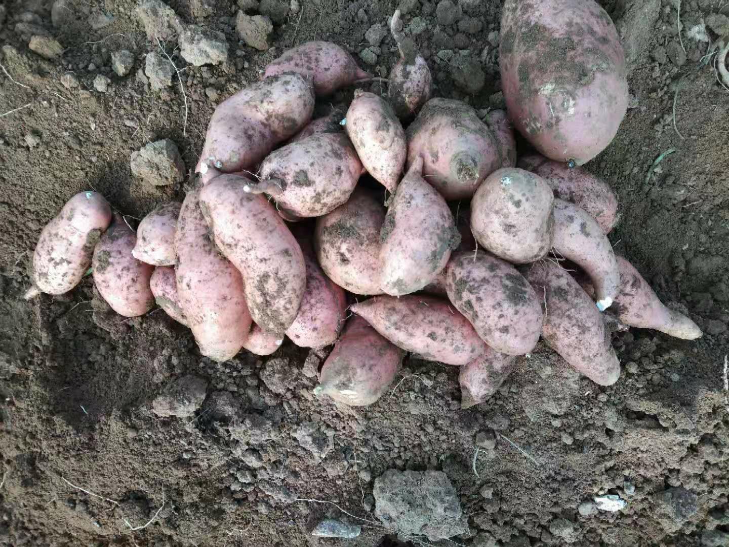 龙薯九号 烟薯25