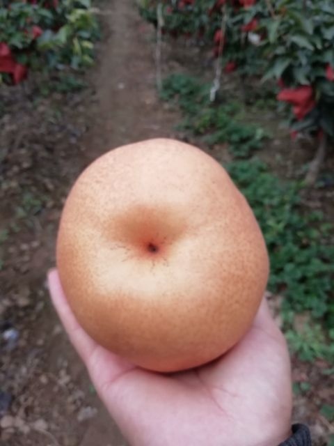 广平县 大黄梨